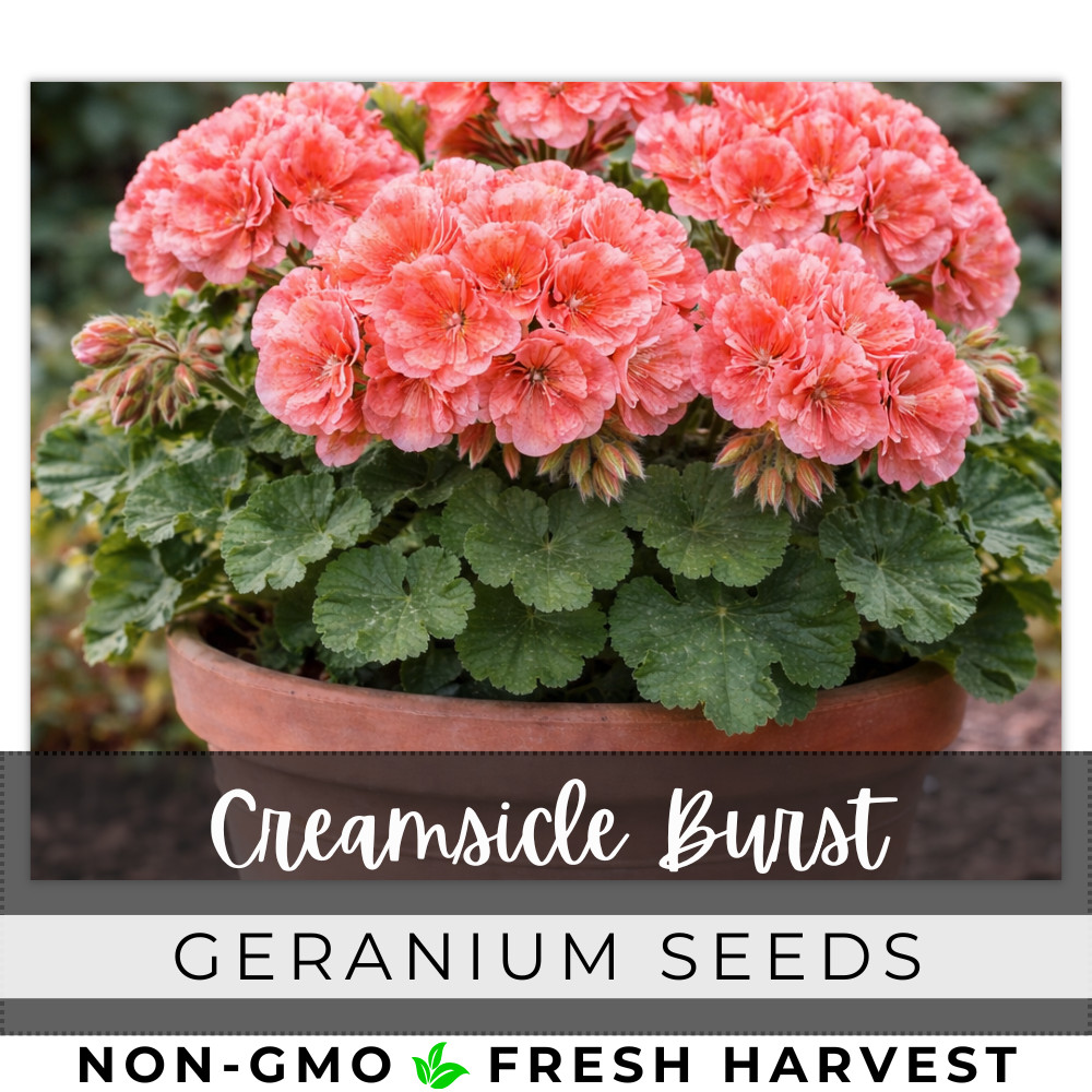 100+ Geranium Seeds -Creamsicle Burst- Fragrant – Fresh Flower Seeds Non GMO
