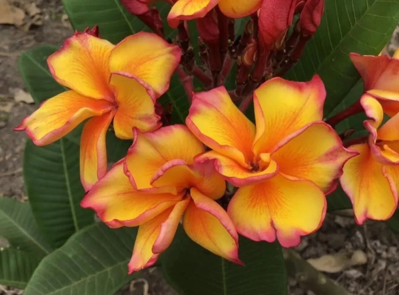 Amara-Plumeria Rubra Frangipani-SMALL Rooted Seedling Plant-4-6 inches tall