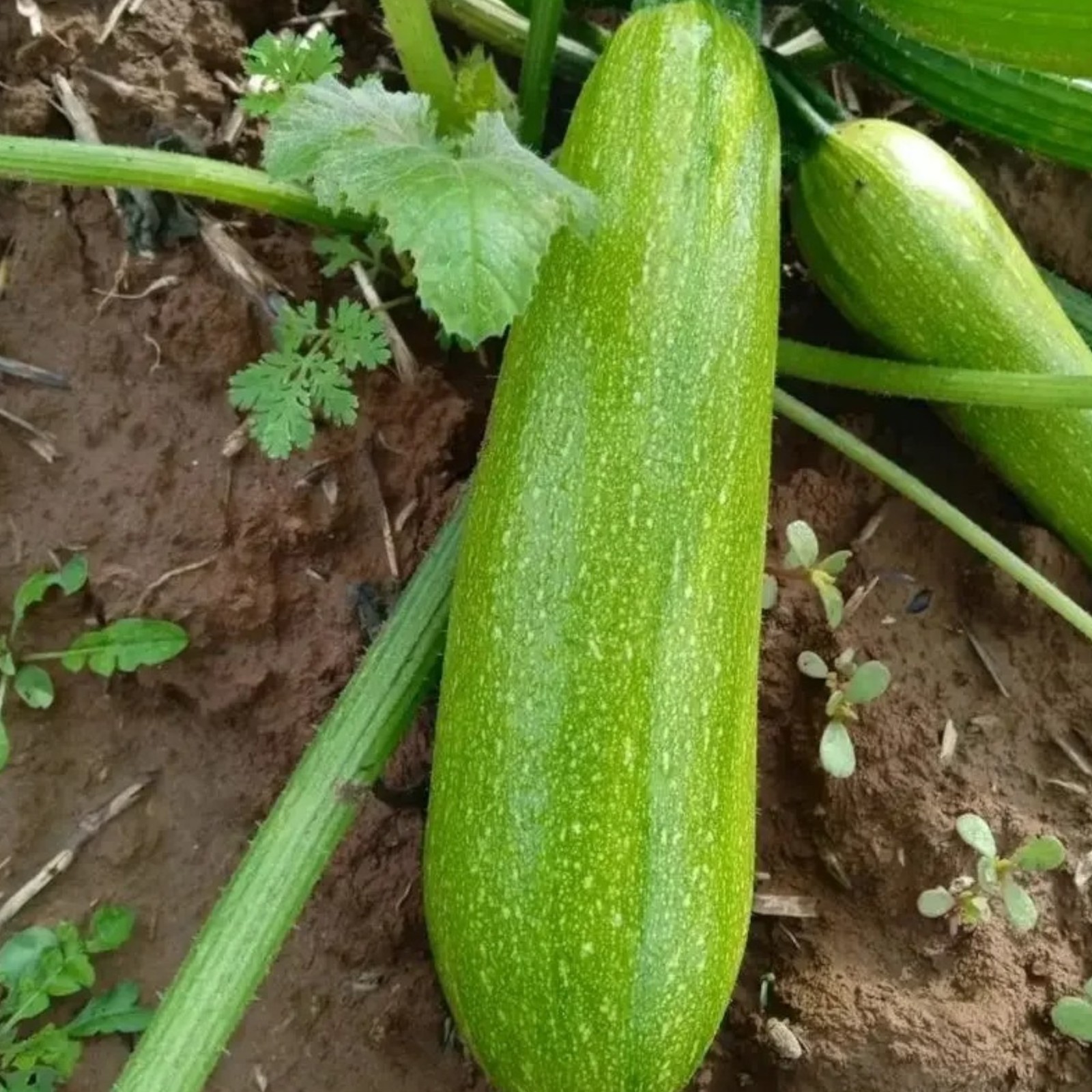 30 Zucchini Squash Seeds Vegetable for Home Garden