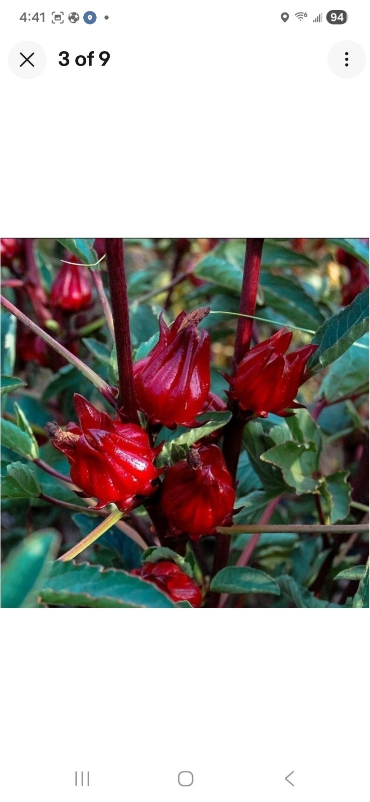 200 Roselle Seeds Bulk Hibiscus Sabdariffa Planting Seed natural organic