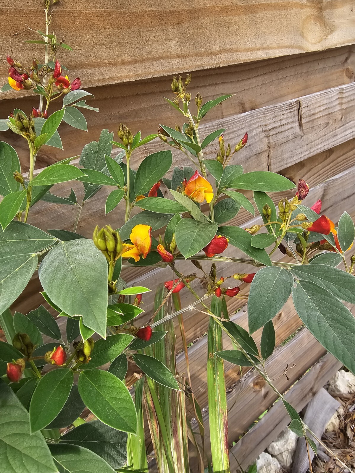 Pigeon Pea Cajanus Cajan Gandules Gandul Rojo starter Plant 2,5″ Pot Organic 8″