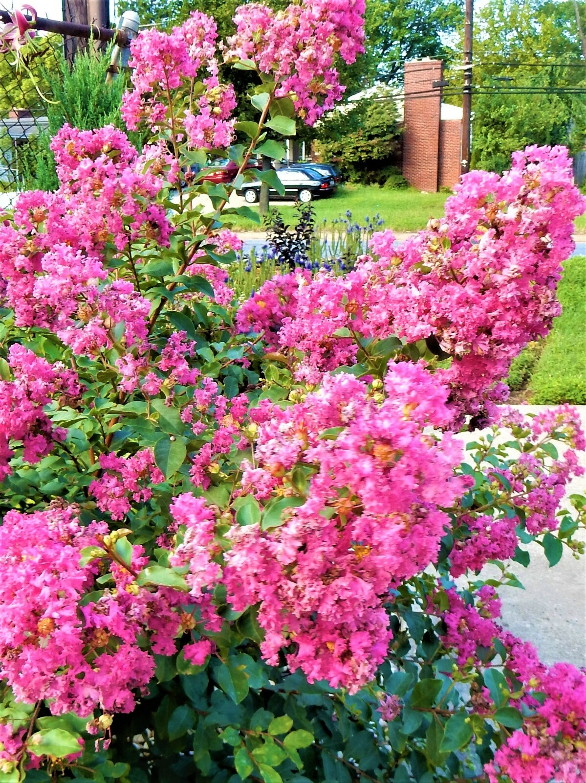 SIOUX Pink Crape Myrtle Plant – Perennial – 2 Plants 6″ to 8″ Tall