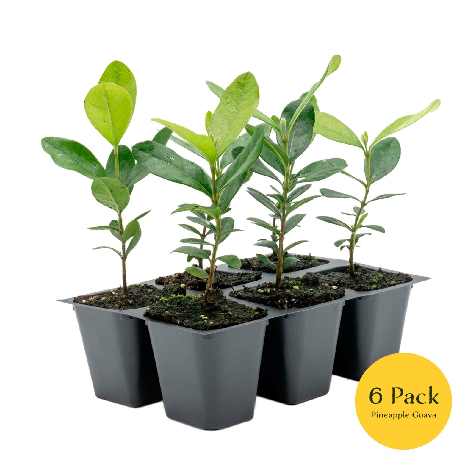 Pineapple Guava (Feijoa) Trees in 2.5-inch Nursery Cubes | Feijoa Sellowiana