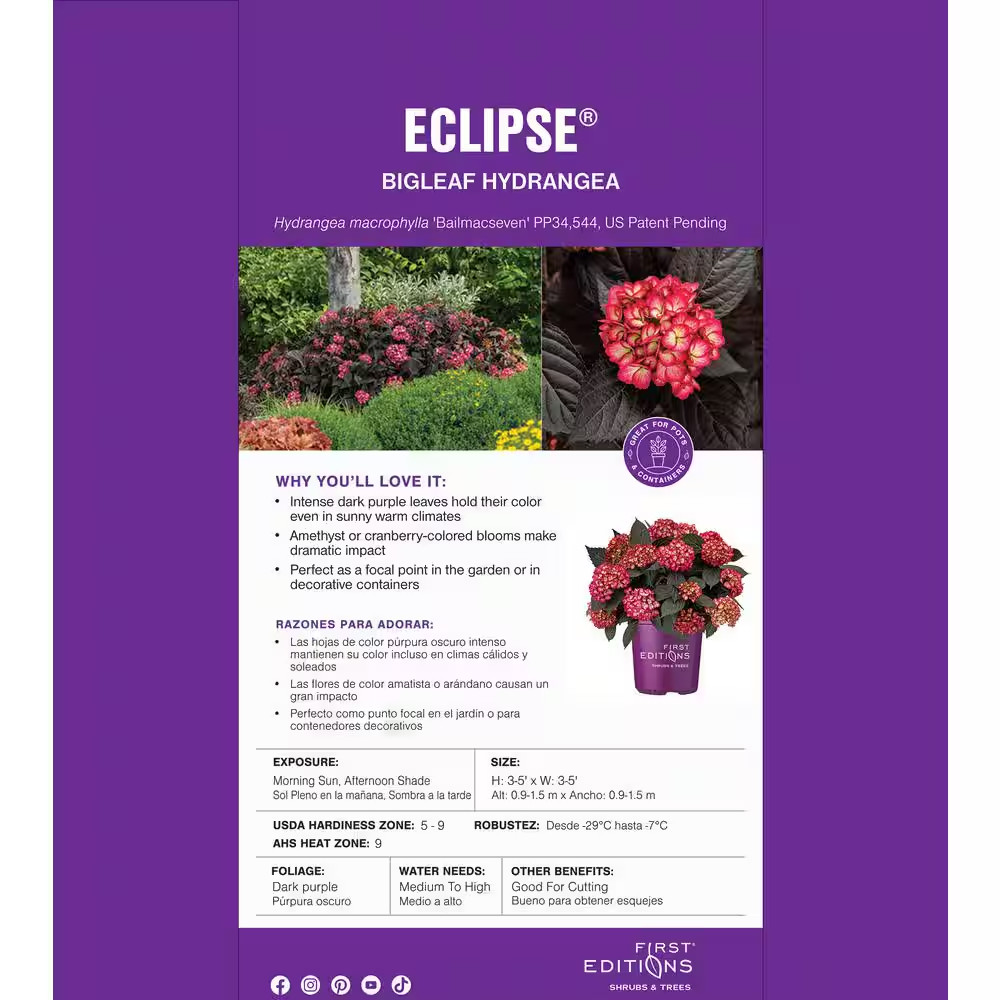 2 Gal. Eclipse Bigleaf Hydrangea Shrub with Dark Purple Foliage and Cranberry Fl