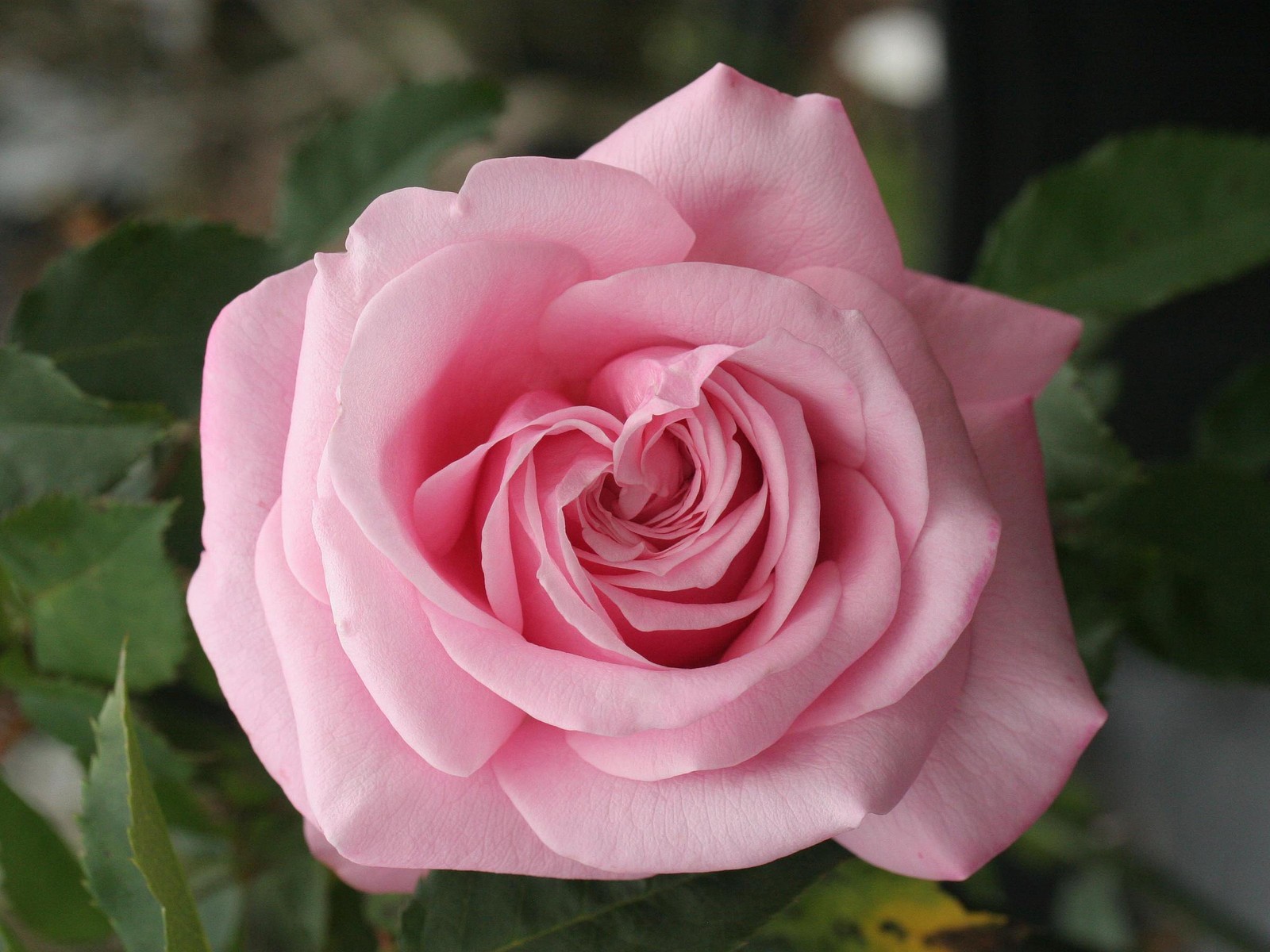 Belinda’s Dream Heirloom Rose Bush Plant Fragrant Double Pink Flower Perpetual