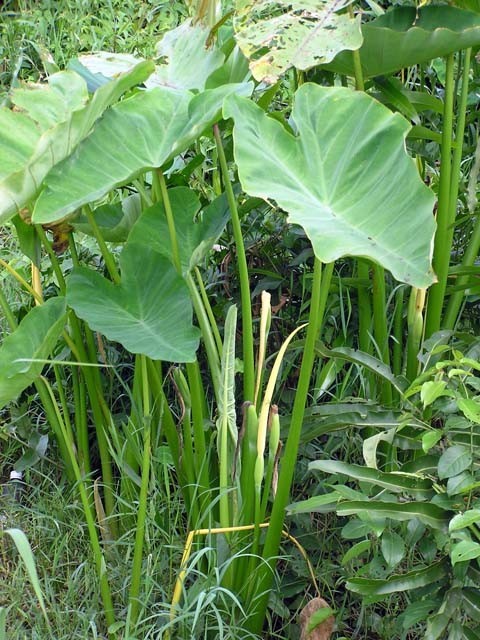 Bac Ha Plant Live Plant – Vietnamese Elephant Ear Stem – Edible Taro Plant Root
