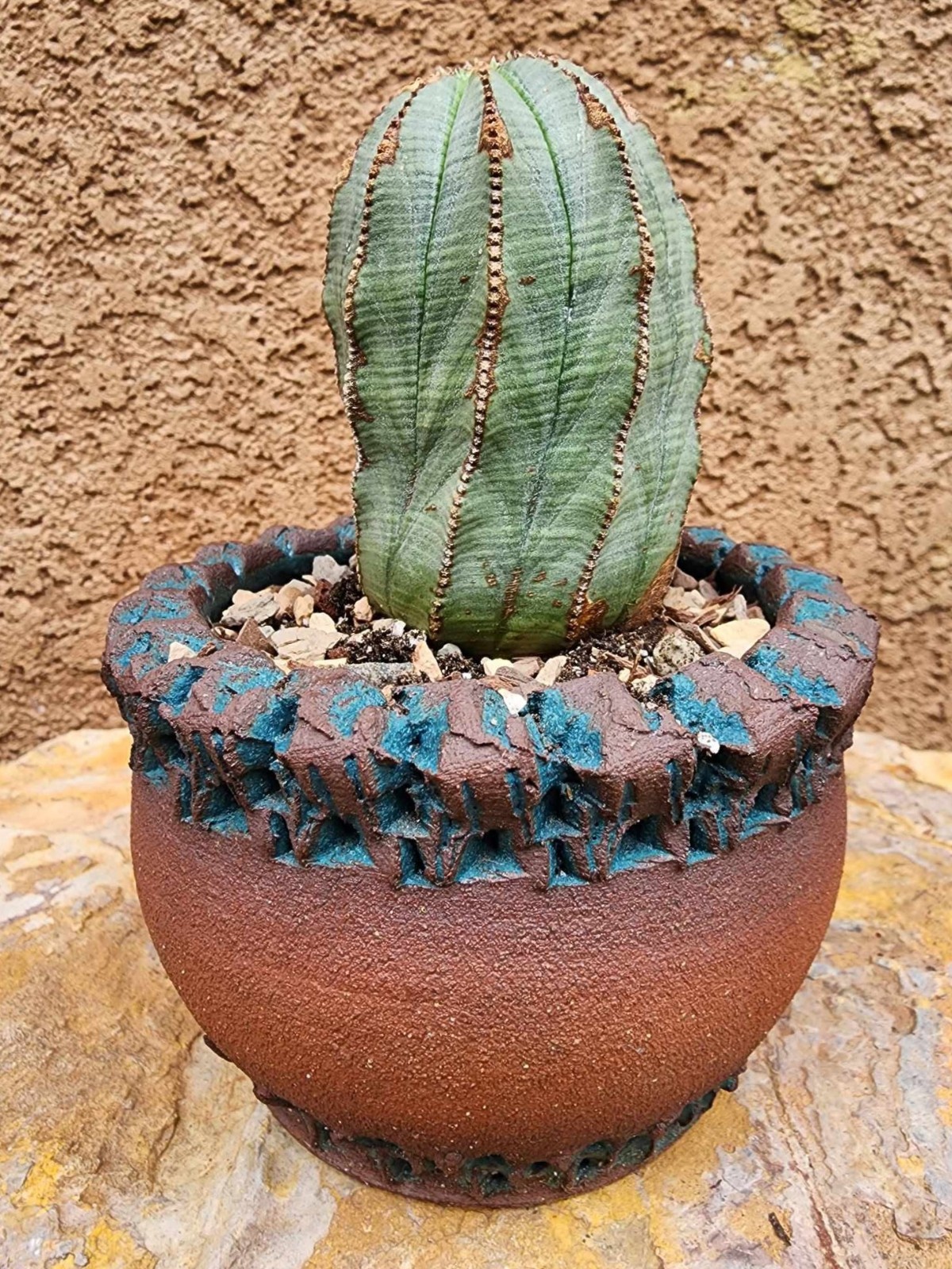 Euphorbia obesa – Rare Succulent – Exact Specimen