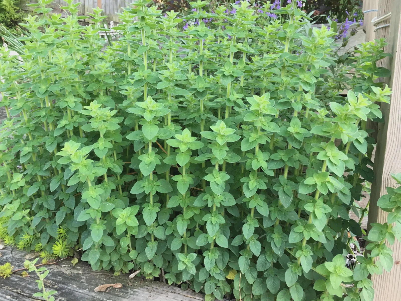 Greek Oregano Herb 4′ in Pot