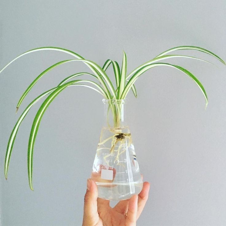 Spider Plant Rooted Seeding – Chlorophytum comosum – Variegatum (1 baby plant)