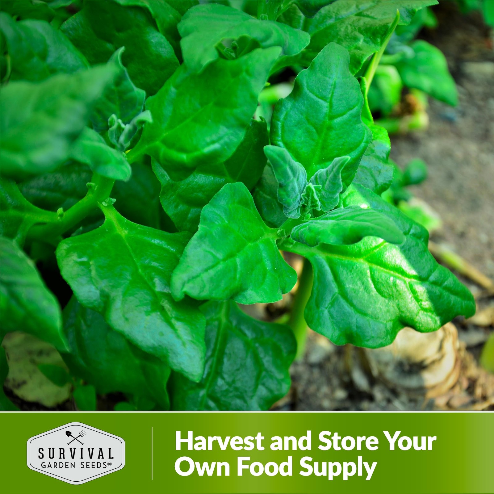 New Zealand Spinach Seeds for Planting | Heat Tolerant Summer Green
