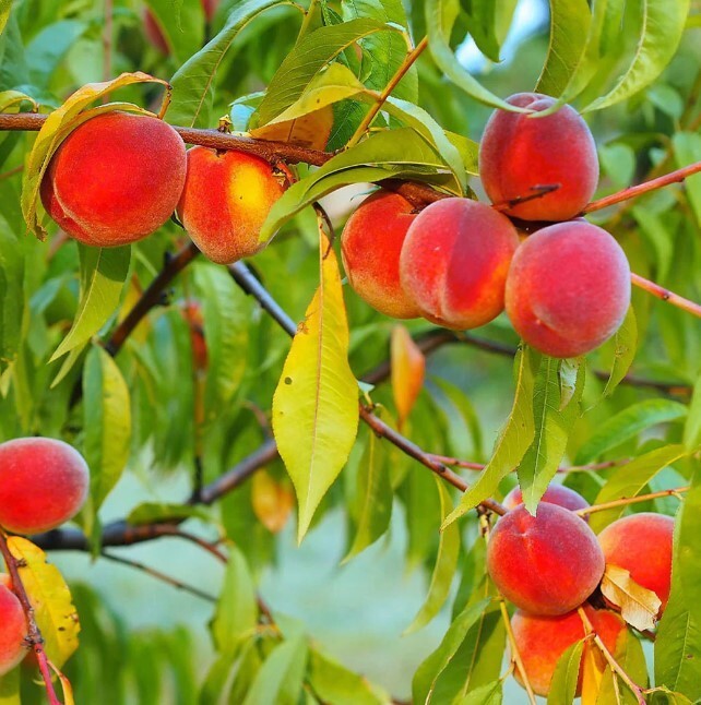 Red Haven Peach Tree 3-4ft Outdoor Prunus Persica Redhaven Fruit Garden Tree