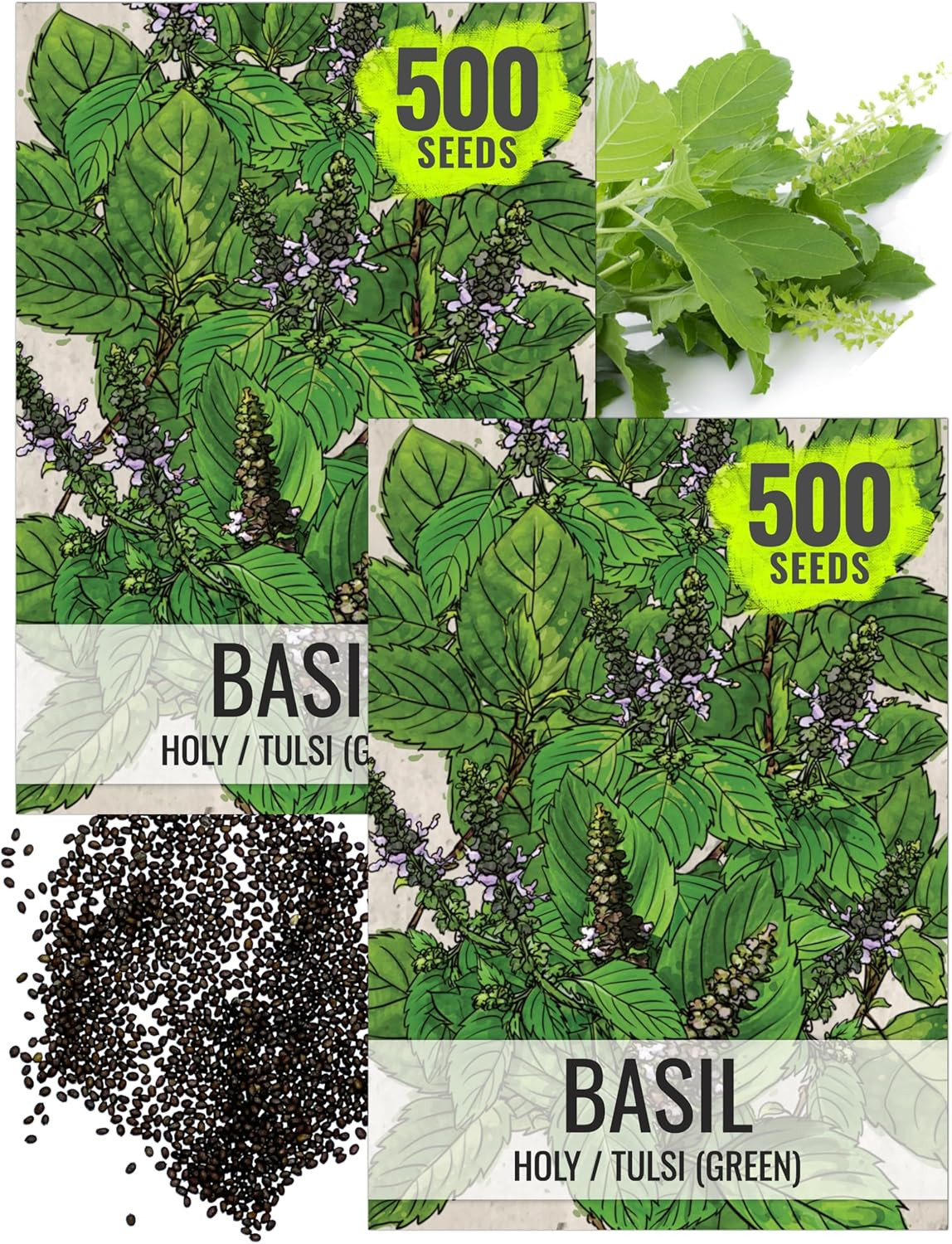Seed Needs Holy Basil Tulsi Seeds for Planting – Non-Gmo Heirloom & Untreated Me