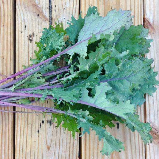 1000 RED RUSSIAN KALE SEEDS Brassica napus var. pabularia Free Shipping Non-GMO