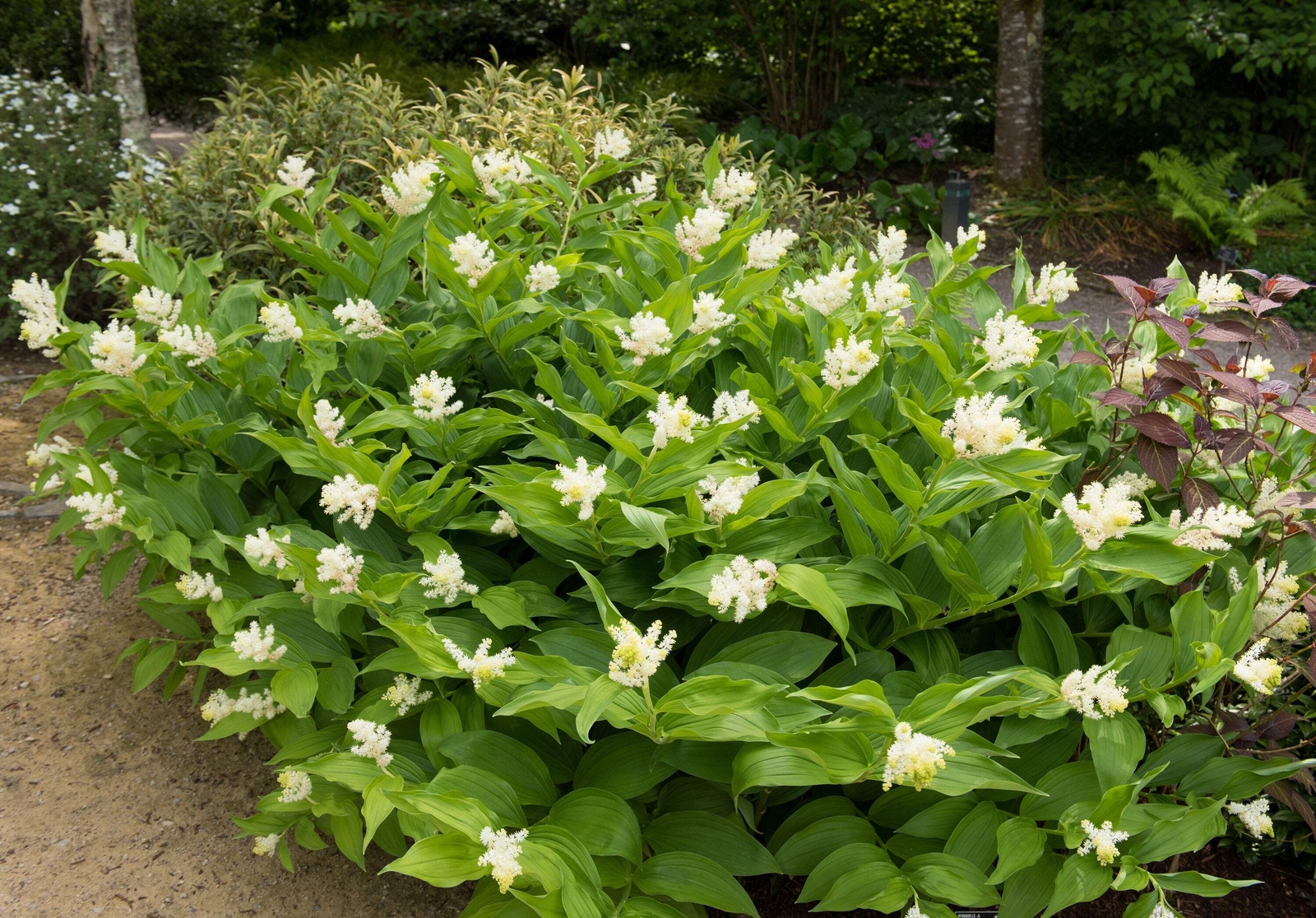 10 SOLOMON’S SPIKE White Western False Seal Maianthemum Racemosum Flower Seeds