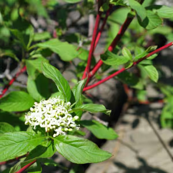 2.25 Gal. Bailey’S Red Twig Dogwood (Cornus) Live Shrub