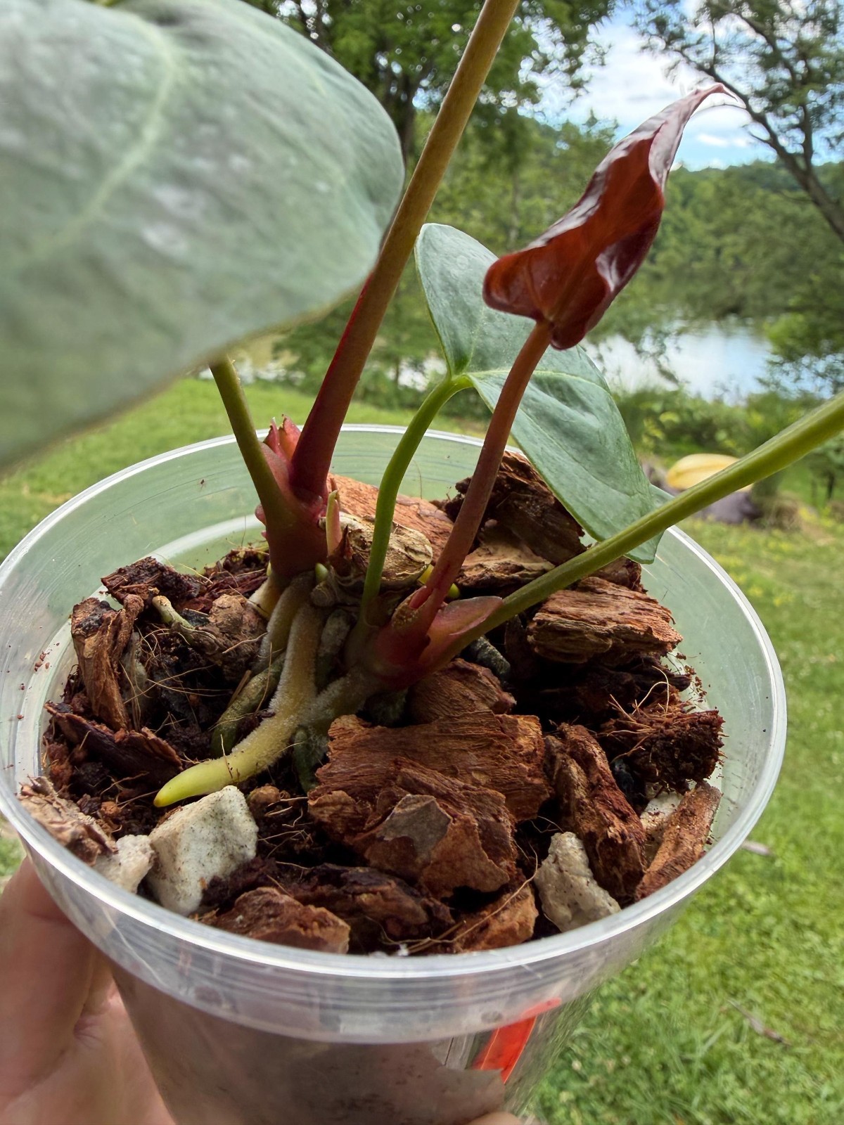 Anthurium Crystallinum Hybrid – Exact Plant – 5” Pot