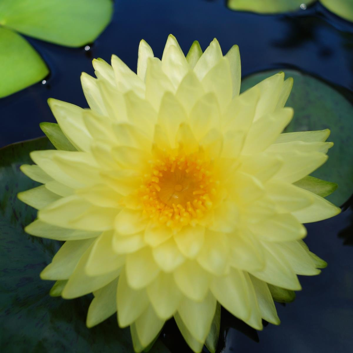 Puttaraska Winter Hardy Water Lily Award Winning & A Free Bog Plant