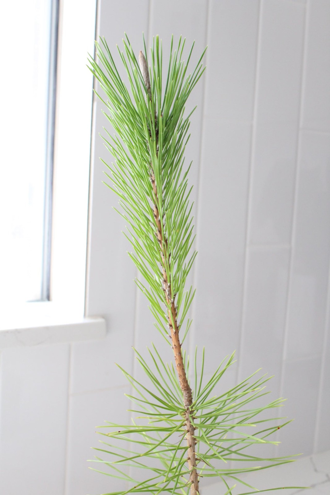 Japanese Black Pine Bonsai, 2 Inch Pot, Live Tree Starter, Beginner Friendly