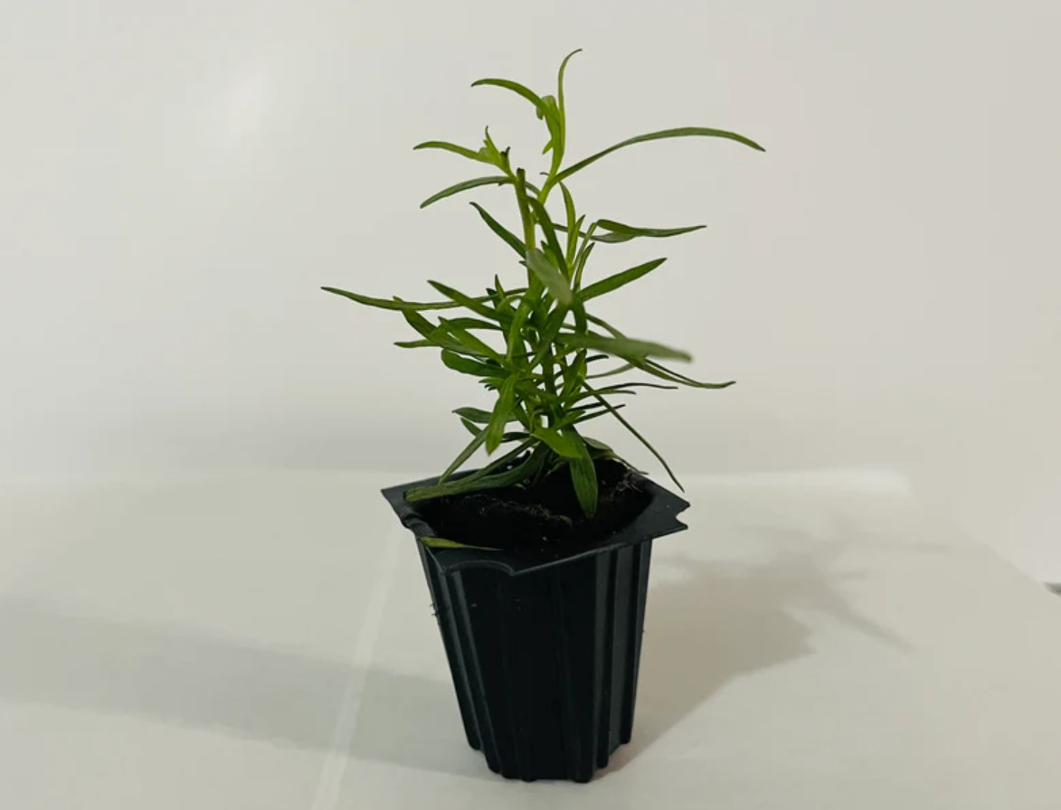 2 Live French Tarragon Herb Plugs – 2–5″Tall – Aromatic, Culinary & Easy to Grow