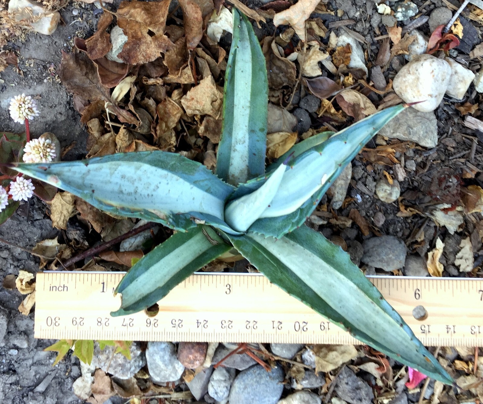 Agave Americana Mediopicta~Alba~Tuxedo~2Pups Rooted~VARIEGATED Strong 6″Bareroot