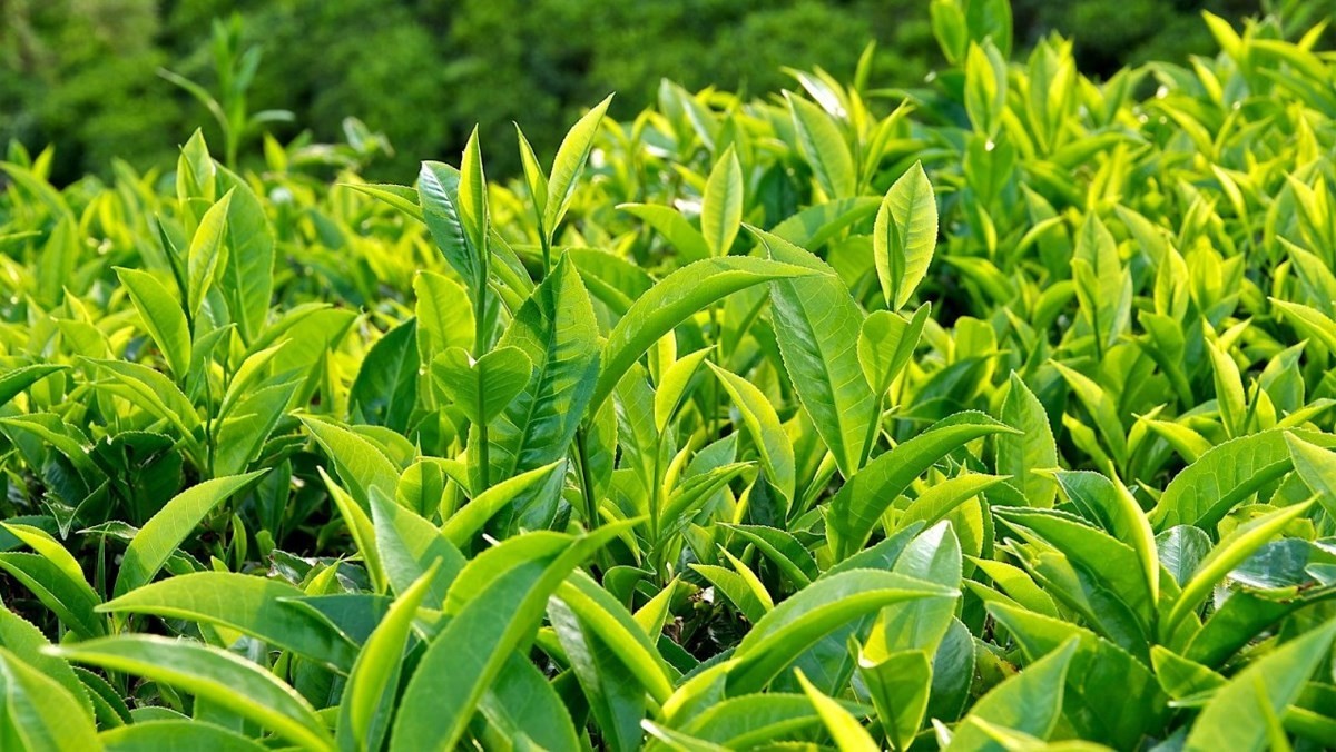 Green Tea Plant – Camellia sinensis 4 to 6 inch Tall- Starter Plant