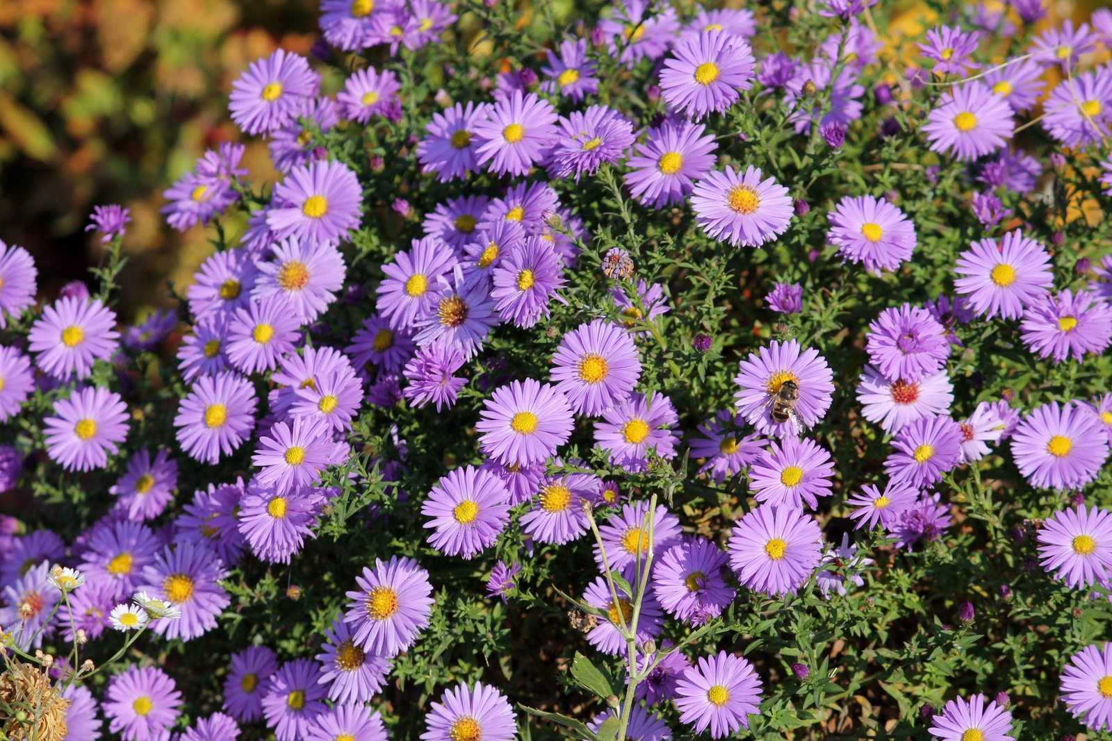 100 Purple NEW ENGLAND ASTER Novae var Angliae Michaelmas Daisy Flower Seeds