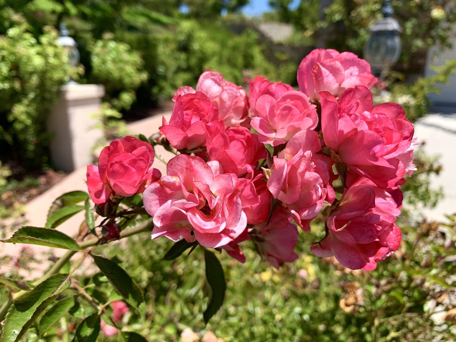 Rare Pink White Drift Rose, Groundcover – 15 Seeds 2023 – US seller