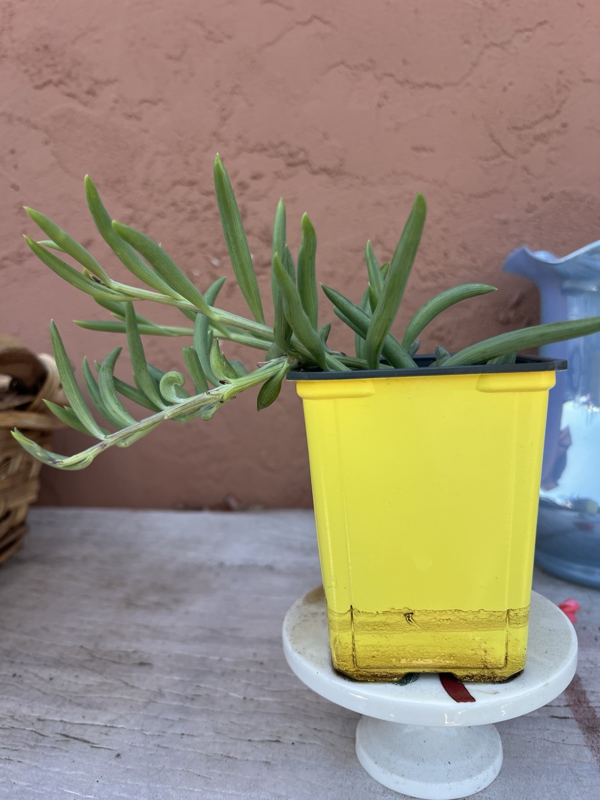 String of Bananas Green Succulent Live Potted Plant w/ Yellow Plastic Pot