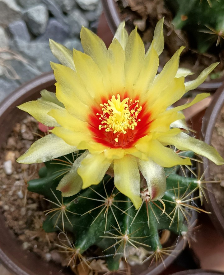 Ferocactus hamatacanthus var. sinuatus 4″ mature rooted flowering globe Cactus