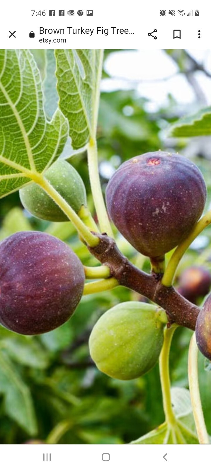6 Cuttings branches Hardy Chicago Organic Fig Tree