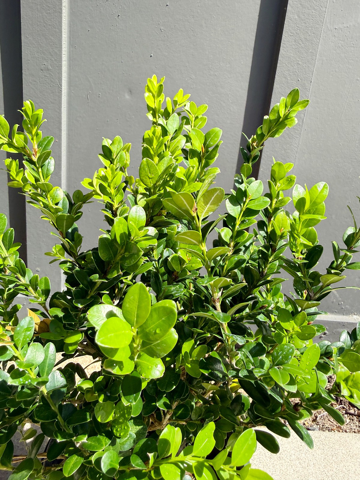 Green Beauty Boxwood, 1 Gallon Pot, Evergreen Hedge Shrub