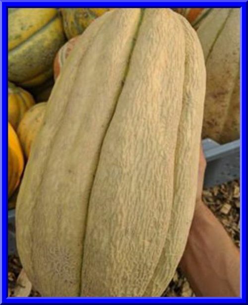 Old Tyme Tennessee Cantaloupe-15 Seeds – Loads of Huge Oblong Fruit – Comb. S/H