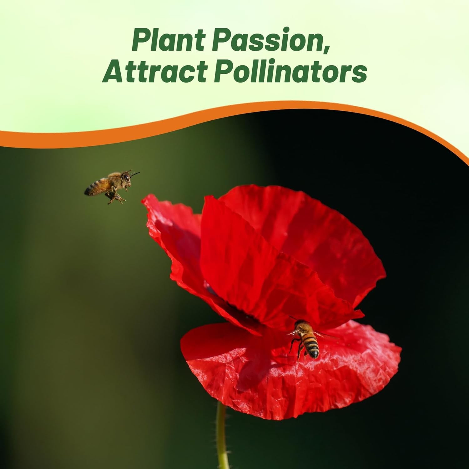 1 LB Papaver Rhoeas Drought Tolerant Corn Poppy Wild Flowers