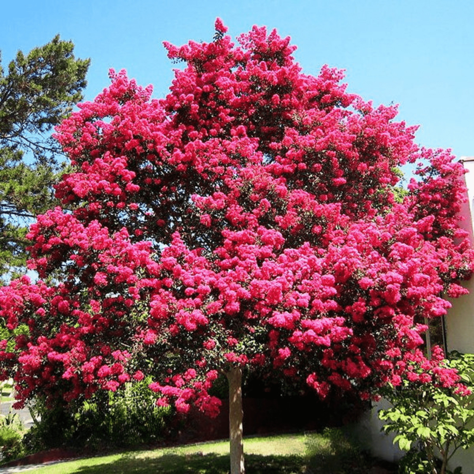 Tuskegee Crape Myrtle: Bright Watermelon Pink Blooms on a Fast Growing Shade Tre