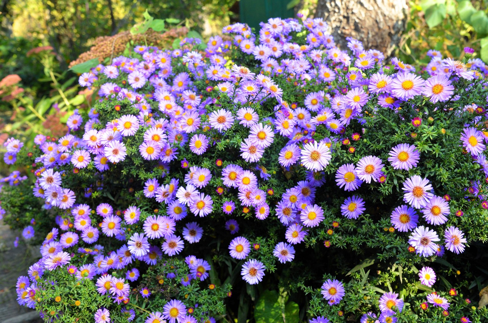 100 PURPLE Smooth Violet PRAIRIE ASTER Aster Tanacetifolia Flower Seeds