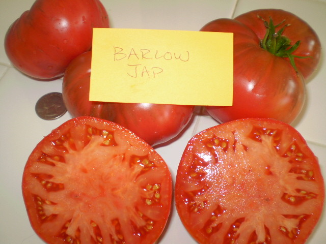 Barlow Jap tomato seeds non-gmo heirloom open pollinated SUPER DELICIOUS 25