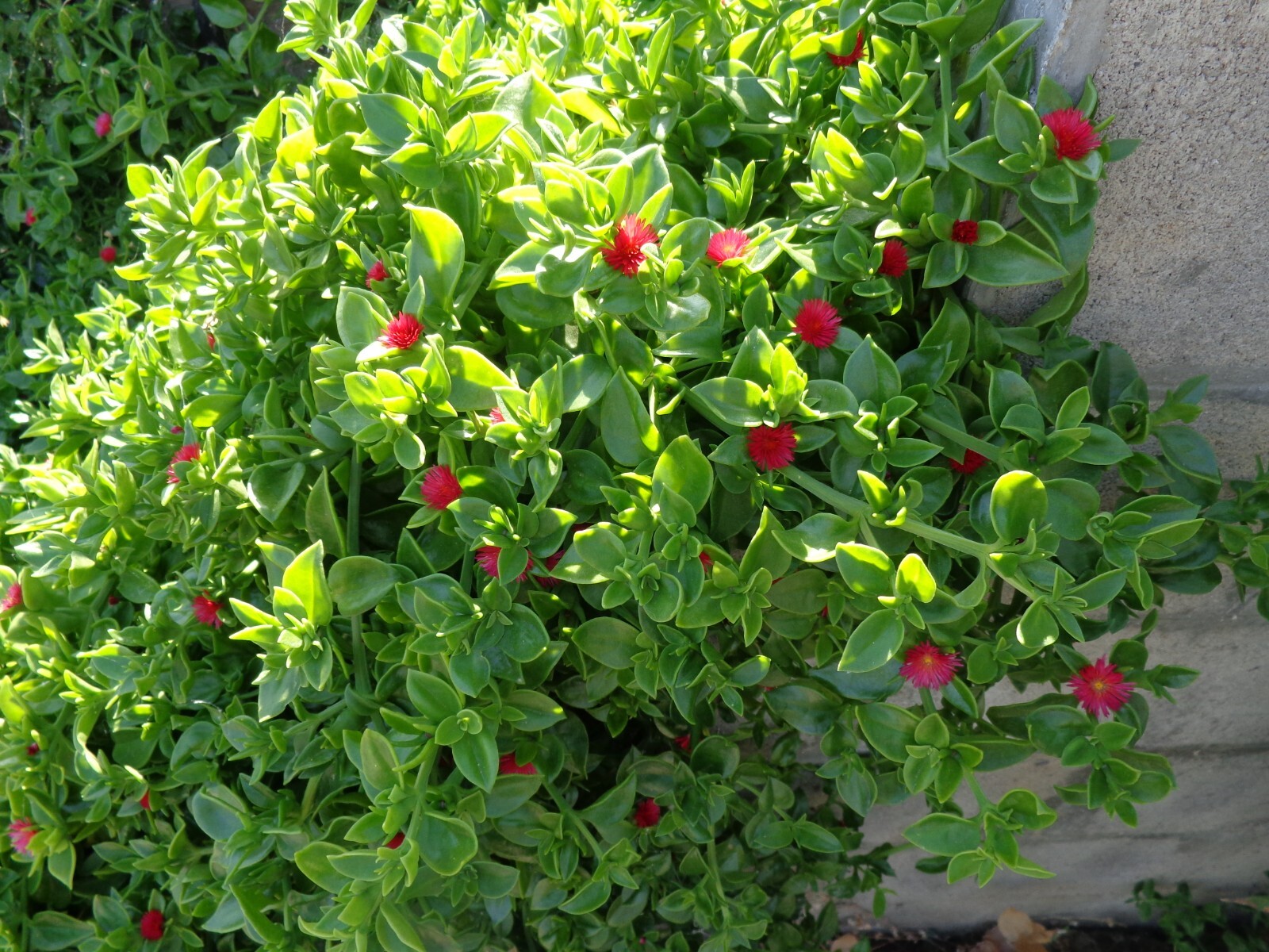20 Cuttings Aptenia cordifolia ‘Red/Pink Apple Ice Plant’ ‘Baby Sun Rose’ 4″-7″