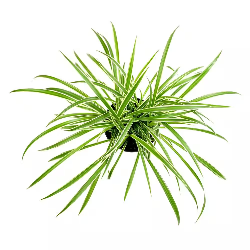 Pet Friendly Spider Plant Hanging Basket (Chlorophytum), Easy Care Trailing Indo