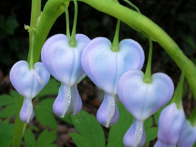 25 Bleeding Heart Seeds Dicentra Spectabilis Flowers Seed “Blue” US SELLER