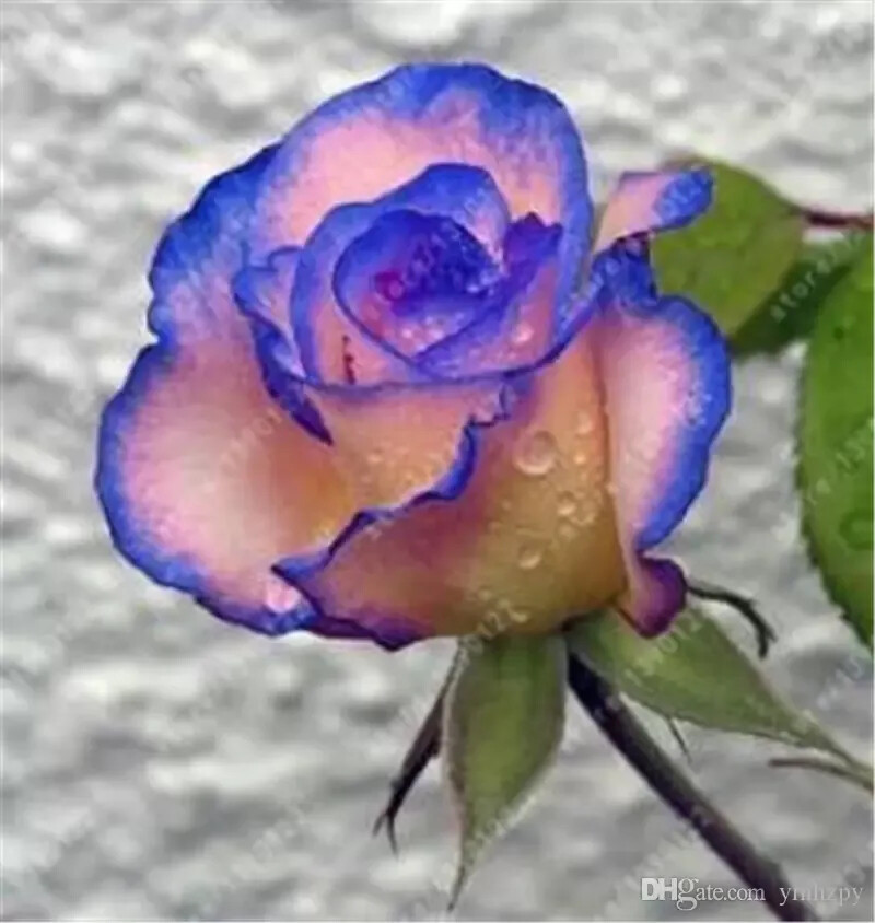 20 EXOTIC RARE ROSE SEEDS home garden flower plant bush diy sun Rosas hybrid tea