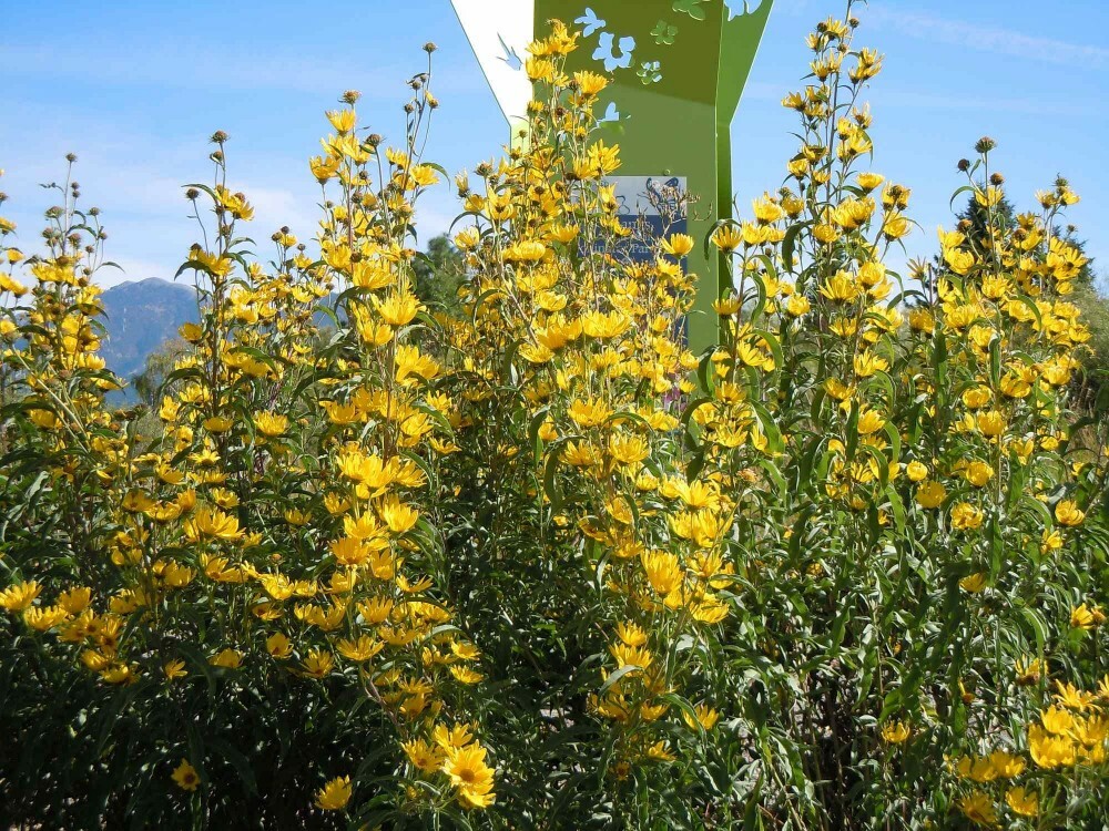 MAXIMILIANS SUNFLOWER Helianthus Maximiliani – 50 SEEDS. FREE S&H