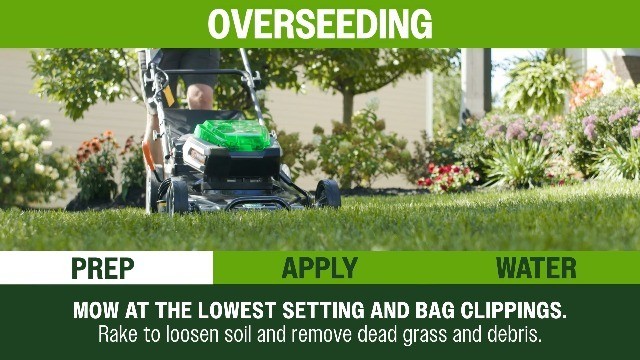 Premium Kentucky 31 Grass Seed Mix – Covers 10,000 sq ft, 40 lb for Lush Lawn