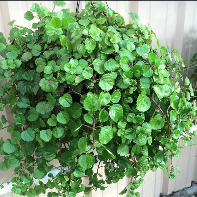 Green Swedish Ivy Live Plants -Size 3-8 Inches – Green Swedish Ivy Houseplant