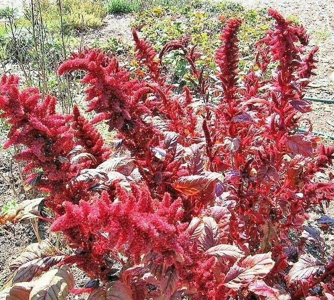 1000+ RED AMARANTH SEEDS VEGETABLE RARE GARDEN FLOWER NON-GMO HEIRLOOM HERB USA