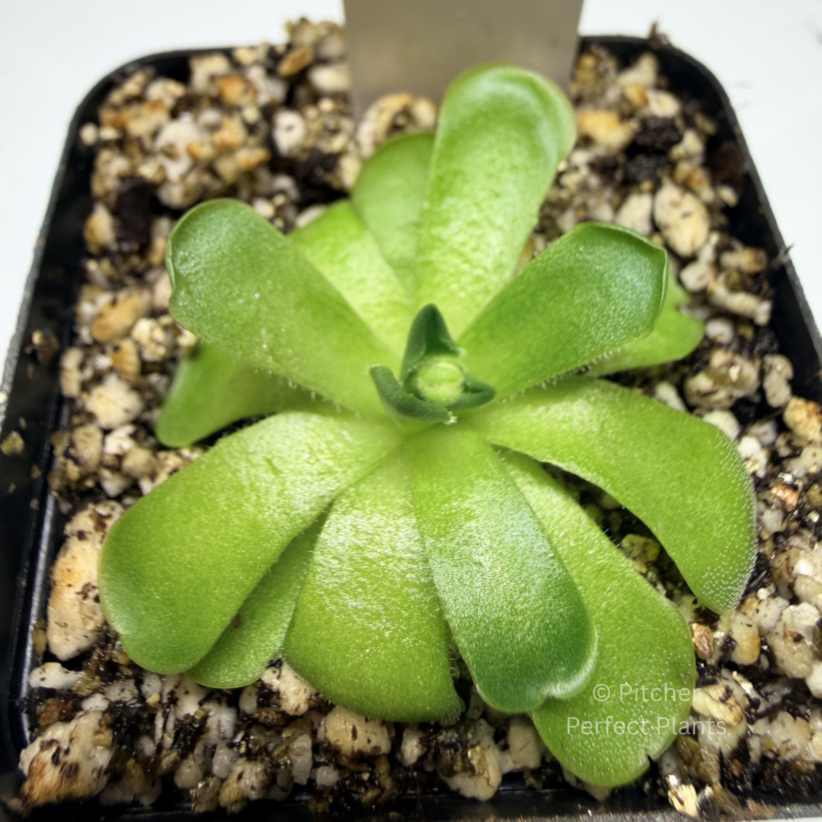Pinguicula cyclosecta – Butterwort carnivorous plant