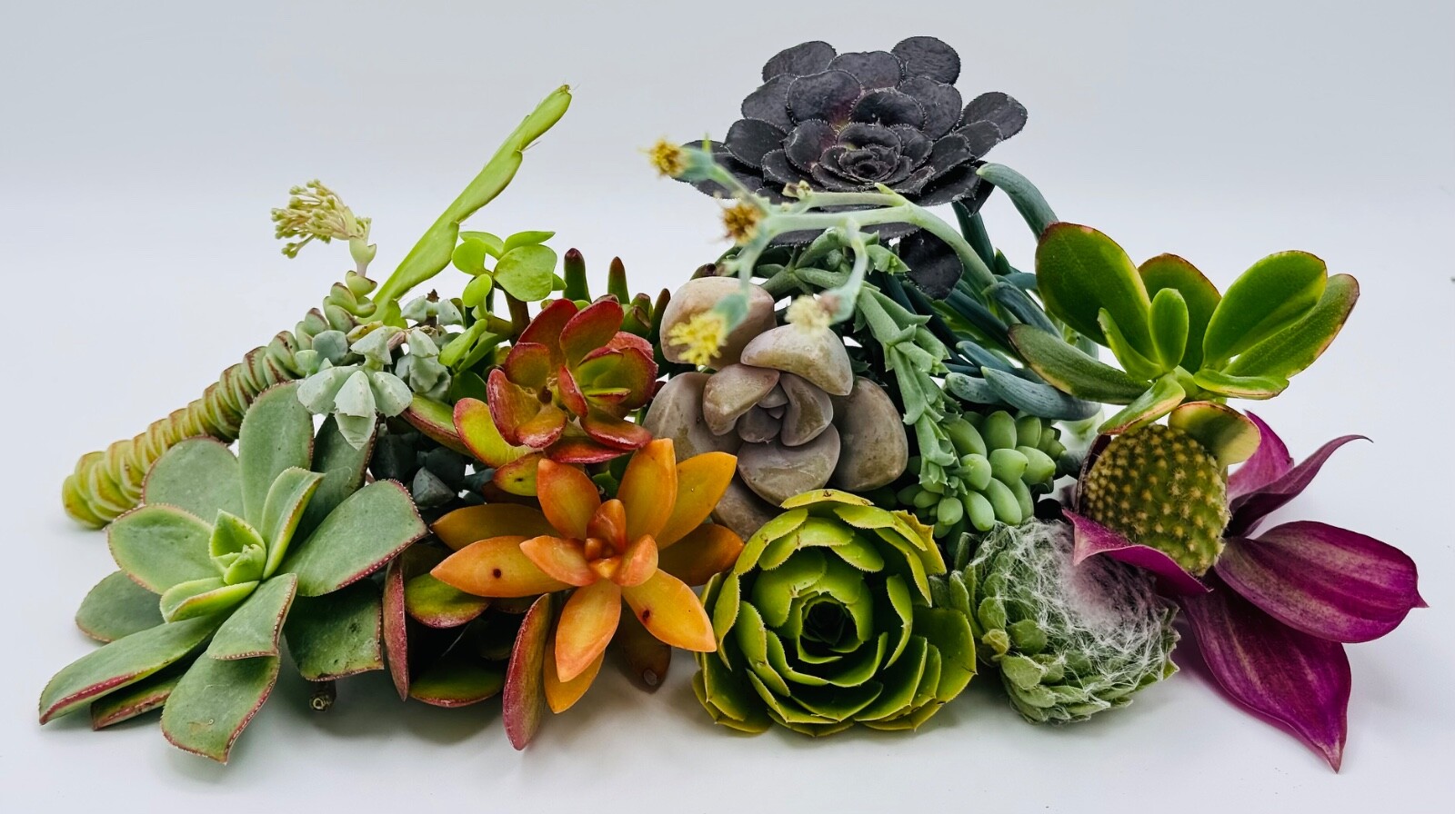 15 Assorted Succulent Cuttings, no 2 alike, ready to Plant. Cuttings Not Rooted.