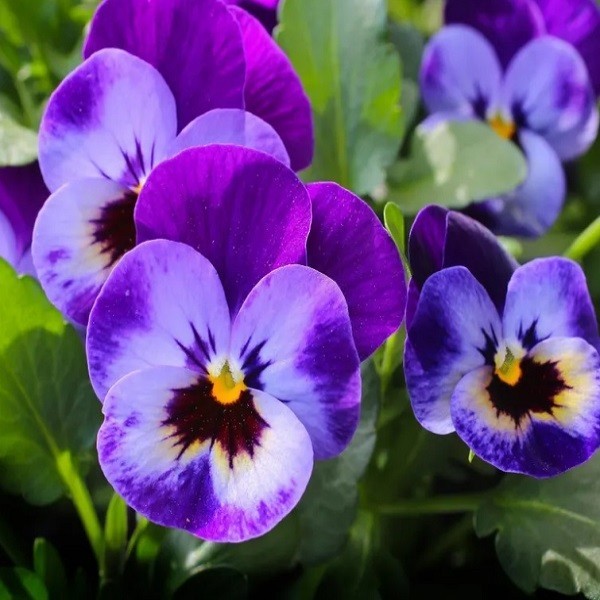 Pansy Swiss Giants Mixed Colors Seeds Organic, Non-GMO Viola Wittrockiana Roggli
