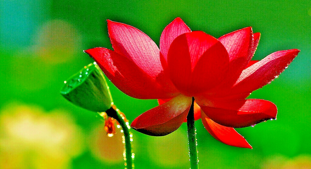 5 FIRE RED LOTUS SEEDS – Nelumbo Nucifera