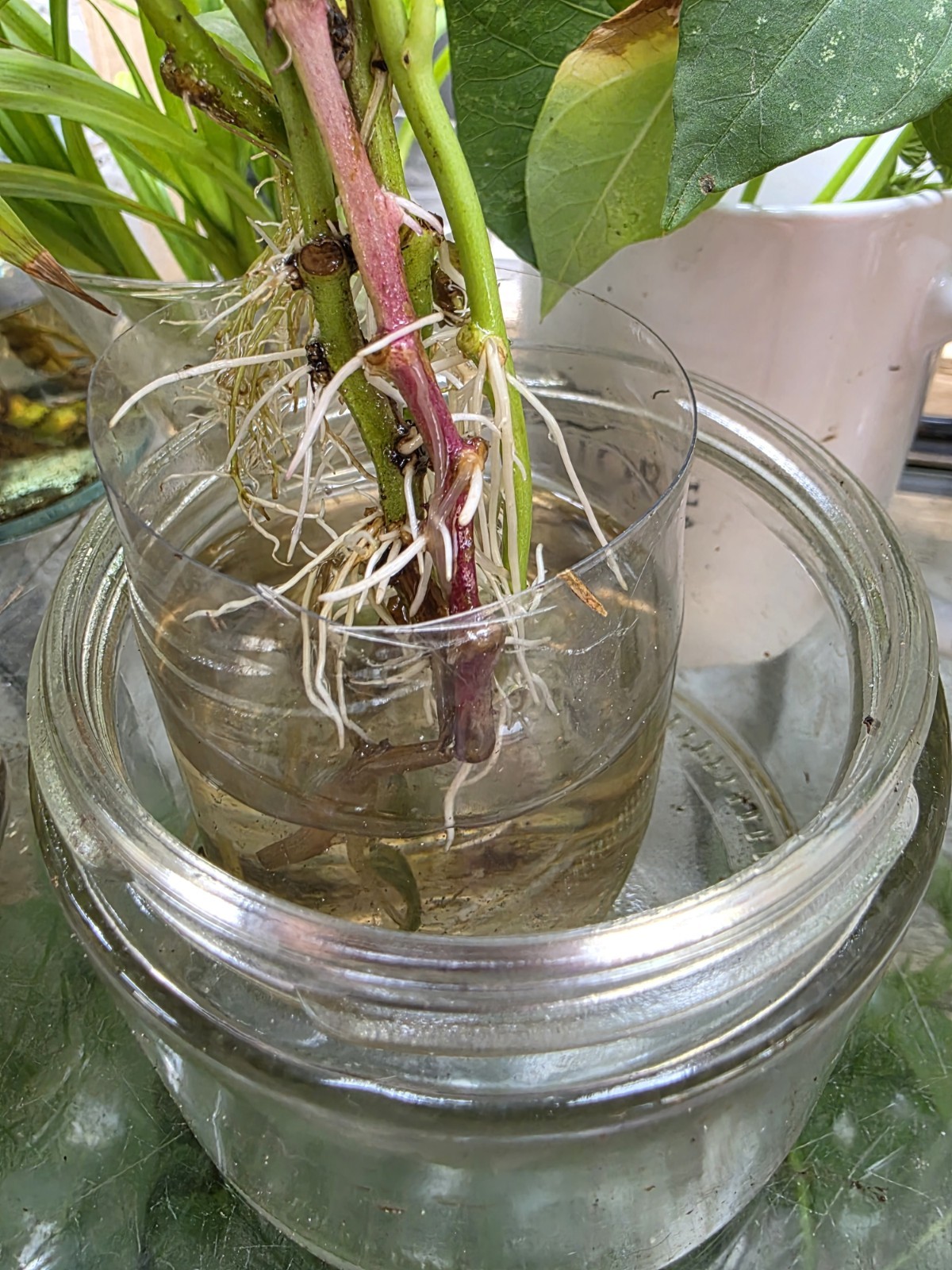 Korean White Sweet Potato ROOTED Slips (10ct) | Goguma White Ready to Plant Rare
