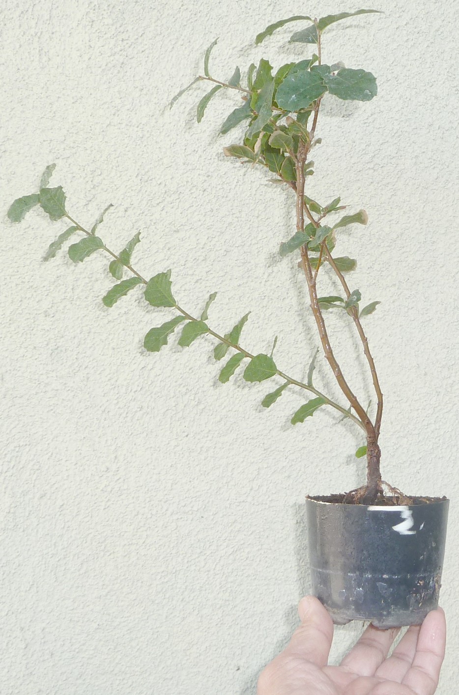 Cork Bark Oak Quercus Suber Pre Bonsai Shohin Dwarf Acorn